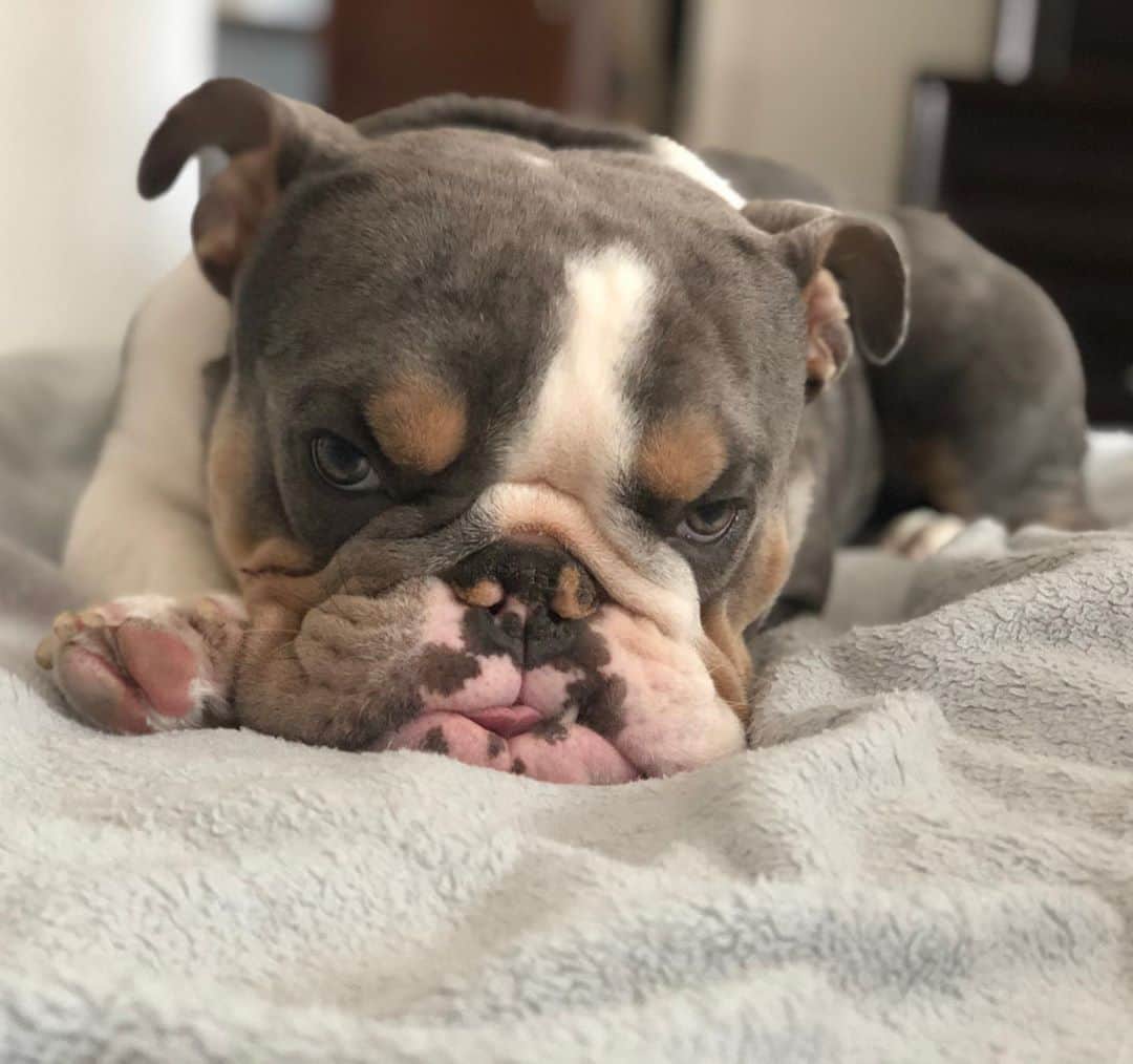 Bodhi & Butters & Bubbahのインスタグラム：「Peanut’s face when I told him I have to go back to the office next week 🤣  . . . . . . . #sassy #boy #dogmom #mom #life #cute #baby #puppy #love #bulldog #sweet #and #sour #dogsofinstagram #dog #mylife #mylove #smile #its #friday」