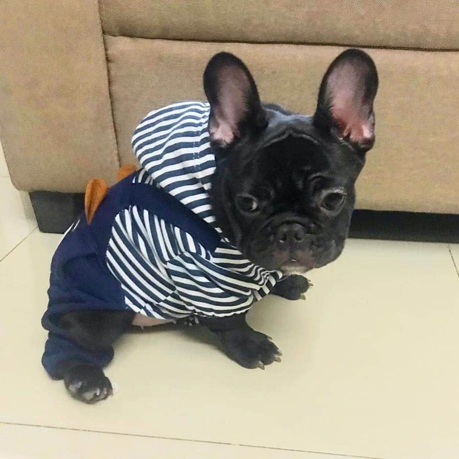 French Bulldogさんのインスタグラム写真 - (French BulldogInstagram)「Micro Millie is wearing Spring striped / plaid jumpsuit by @frenchie.world 💙🤍💙🤍 @love_micromillie . . . . . #frenchie #frenchies #französischebulldogge #frenchbulldog #frenchbulldogs #dog #dogsofinstagram #frenchieworld #bully #bulldog #bulldogfrances #フレンチブルドッグ #フレンチブルドッグ #フレブル #ワンコ #frenchiesgram #frenchbulldogsofinstagram #ilovemyfrenchie #batpig #buhi #squishyfacecrewbulldog」8月15日 3時09分 - frenchie.world