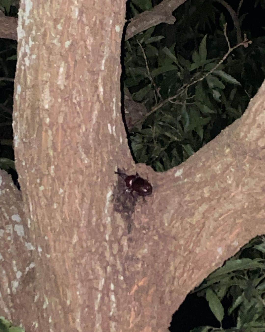 のインスタグラム：「嫁とカブトムシとりにきた笑　 捕れなかったから、撮ってたら、撮られてた😭」