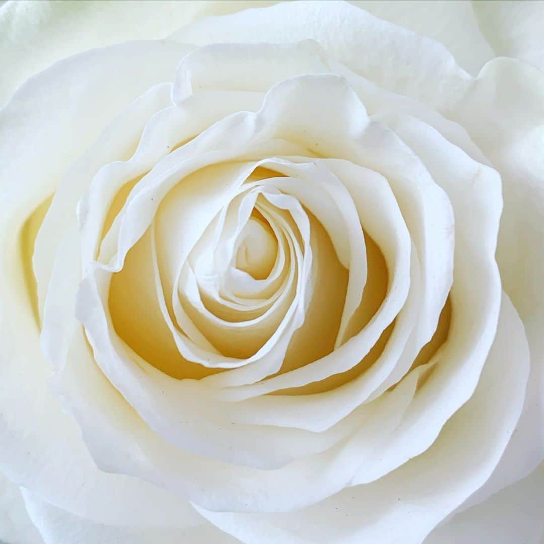 ロージー・オドネルさんのインスタグラム写真 - (ロージー・オドネルInstagram)「#rose」8月15日 9時50分 - rosie