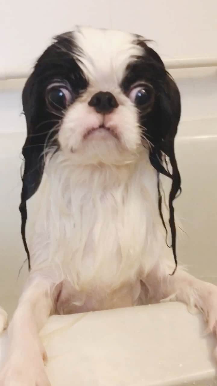 juntowaのインスタグラム：「リラックスはしてなさそう。 #洗われる#犬達」