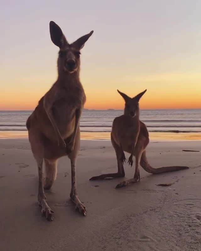 Australiaのインスタグラム