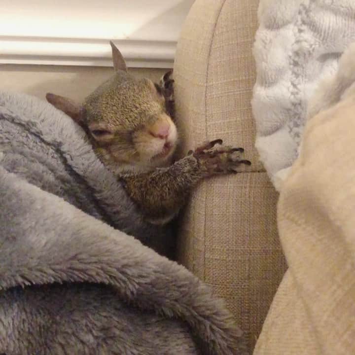 Jillのインスタグラム：「c a n ‘ t⁣ ⁣ ⁣ ⁣ ⁣ #petsquirrel #squirrel #squirrels #squirrellove #squirrellife #squirrelsofig #squirrelsofinstagram #easterngreysquirrel #easterngraysquirrel #ilovesquirrels #petsofinstagram #jillthesquirrel #thisgirlisasquirrel #tiredsquirrel」