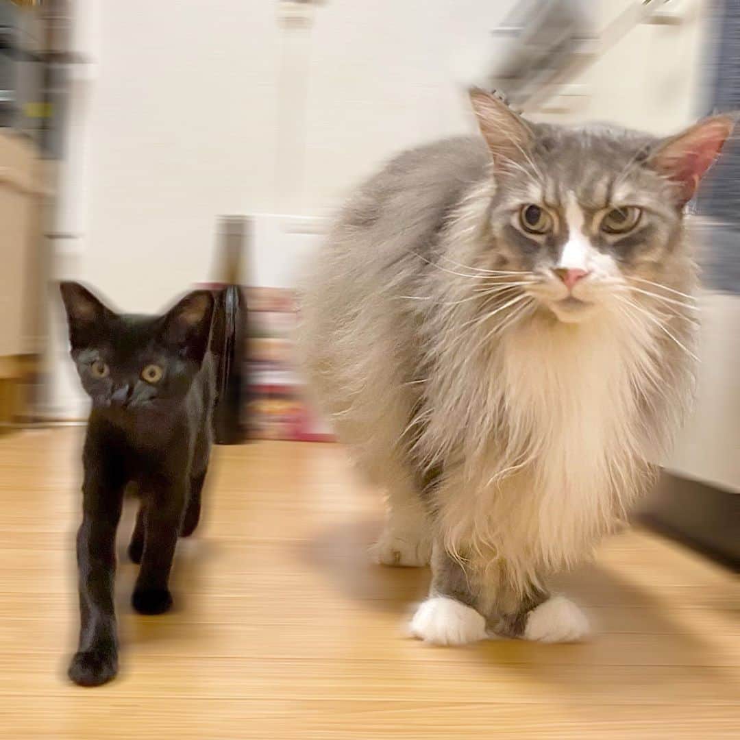 のインスタグラム：「今からどこかに乗り込むかのような。  #ぷーぷー #ねこ #猫 #メインクーン #cat #catstagram #catsagram #catsofinstagram #cats_of_world #catlover #catlovers #catholic #cat_of_instagram #catlife #mainecoon #mainecoonlife #mainecoonlover #fluffy #bigcat #ねこ部 #ふわもこ部 #メインクーン部  #にゃんすたぐらむ #ねこすた #ねこすたぐらむ  #ねこと暮らす #保護猫 #blackcat #ぺーぽん #黒猫」