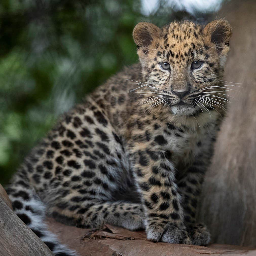 San Diego Zooさんのインスタグラム写真 - (San Diego ZooInstagram)「Can you spot the difference? While most people can't tell our dynamic duo apart, our pawsome wildlife care team have a few subtle hints: The spots between Tuman's eyebrows make an upside-down triangle, while Lev's make a diamond shape. Tuman's coat is also a bit darker and he's larger than Lev.  1st 📷: Lev 2nd 📷: Tuman #AmurLeopards #SavingSpecies #SanDiegoZoo」8月15日 6時00分 - sandiegozoo