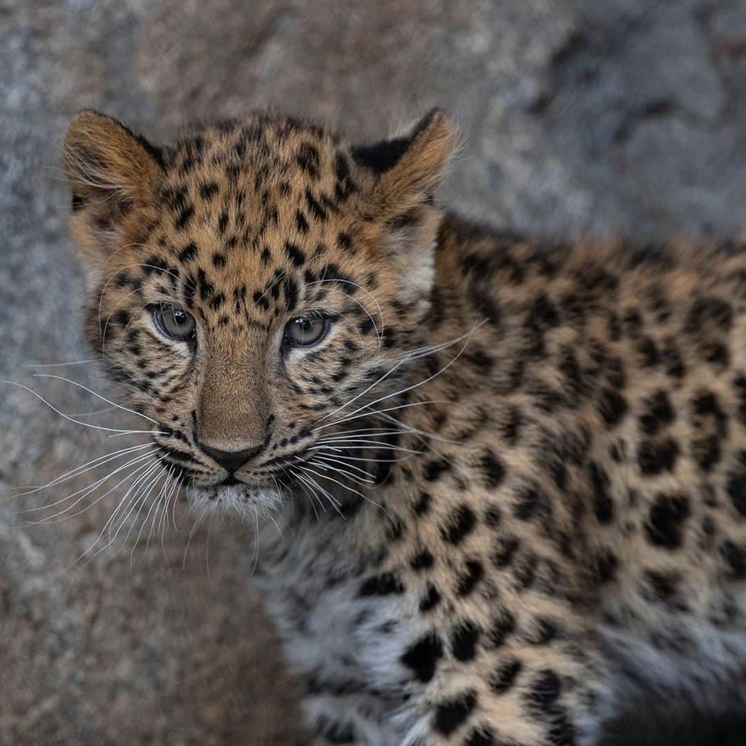 San Diego Zooさんのインスタグラム写真 - (San Diego ZooInstagram)「Can you spot the difference? While most people can't tell our dynamic duo apart, our pawsome wildlife care team have a few subtle hints: The spots between Tuman's eyebrows make an upside-down triangle, while Lev's make a diamond shape. Tuman's coat is also a bit darker and he's larger than Lev.  1st 📷: Lev 2nd 📷: Tuman #AmurLeopards #SavingSpecies #SanDiegoZoo」8月15日 6時00分 - sandiegozoo