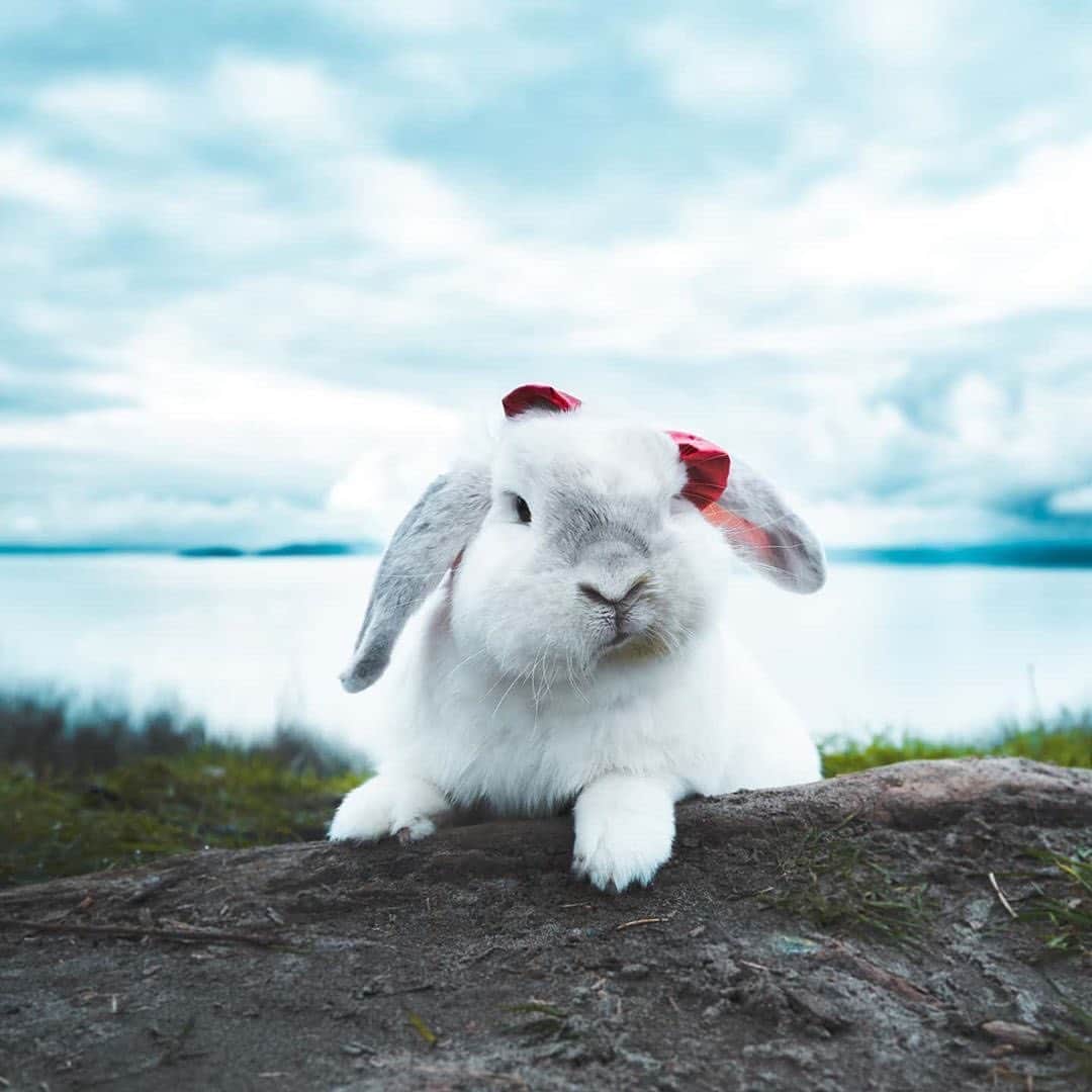 Instagramさんのインスタグラム写真 - (InstagramInstagram)「On today’s #WeeklyFluff, we’re exploring the great outdoors with Walter (@walterwonderbunny), an adventurous American fuzzy lop rabbit who is happiest when he’s camping, hiking and traveling.⁣ ⁣ Photo by @walterwonderbunny」8月15日 6時16分 - instagram
