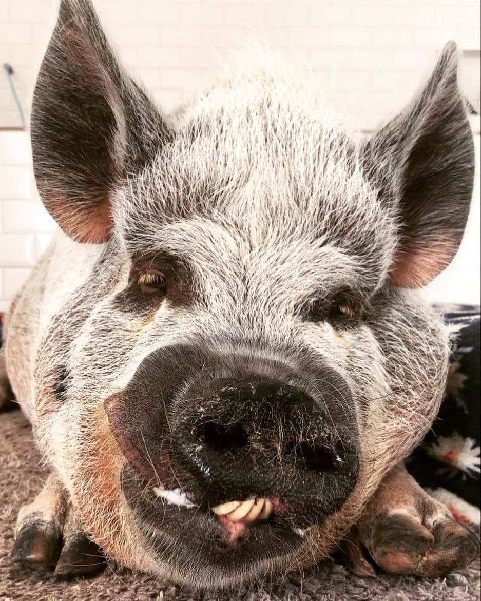 Jamonのインスタグラム：「Fridayyyy! How’s your Friday, my friends?  Please comment and I’ll send a snout kiss for you!  Pic by @victorianaleonora   #friday #fridaymood #fridayvibes #jamonthepig #pet #pets #pig #pigs #pigsofinstagram #pigsaspets #imamicropig #micropig #teacuppig」