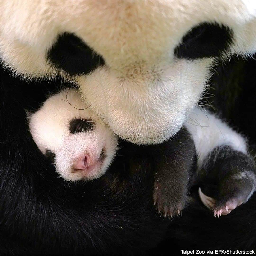 ABC Newsさんのインスタグラム写真 - (ABC NewsInstagram)「Giant panda Yuan Yuan cuddles her baby Rou Rou at the Taipei Zoo. #pandas #animas #cutebabyanimals #endangeredspecies」8月15日 6時30分 - abcnews
