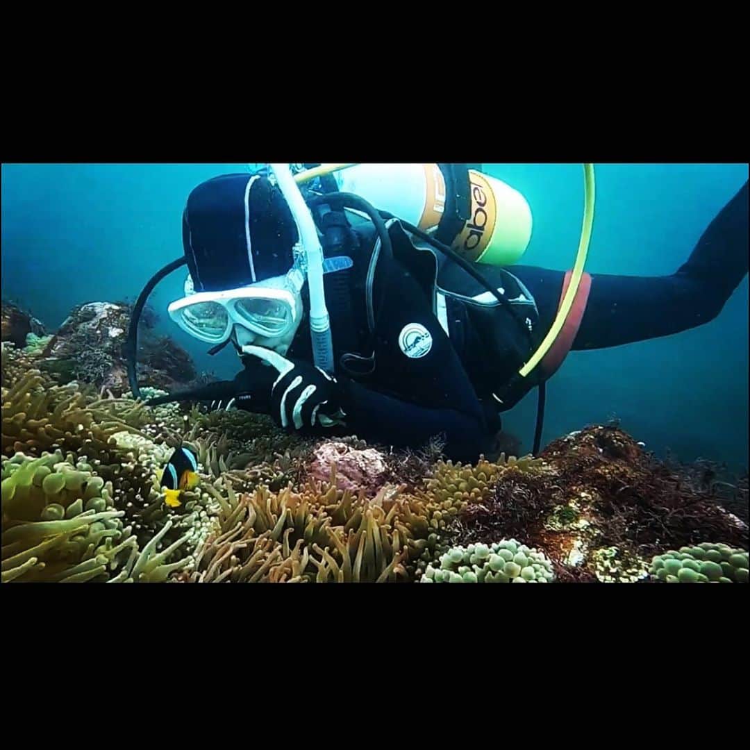 アリスさんのインスタグラム写真 - (アリスInstagram)「YouTube更新🐠 今回は海中世界をお届けします🙋‍♀️  #diving #izu #sea #fish #ダイビング女子と繋がりたい #ダイビング仲間募集中💓 #いつも一人で潜っているんだよw #gopro8 #YouTube #楽し💓  #Alicechannel #プロフィールから飛べます🐶」8月15日 6時50分 - alice_official1207