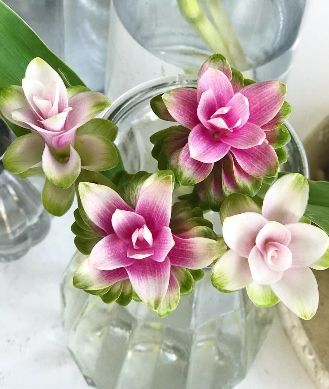 前野えまさんのインスタグラム写真 - (前野えまInstagram)「💐ジンジャー💐  ＊花言葉「豊かな心」「慕われる愛」 ・ 甘い香りがします🦋 ・ ・ #ジンジャー #甘い香り #可愛い #花 #花言葉 #花のある暮らし #花が好き   #ginger #lily #pink #sweet #cute #flowers #flowerstagram #flowerphotography #flowerlovers #languageofflowers  #followme #tagsforlikes #tflers #tagsforlikesapp #actress #actor #girl #photography #portrait #portraitphotography #daily_phot_jpn #japan_daytime_view」8月15日 7時02分 - maeno_ema