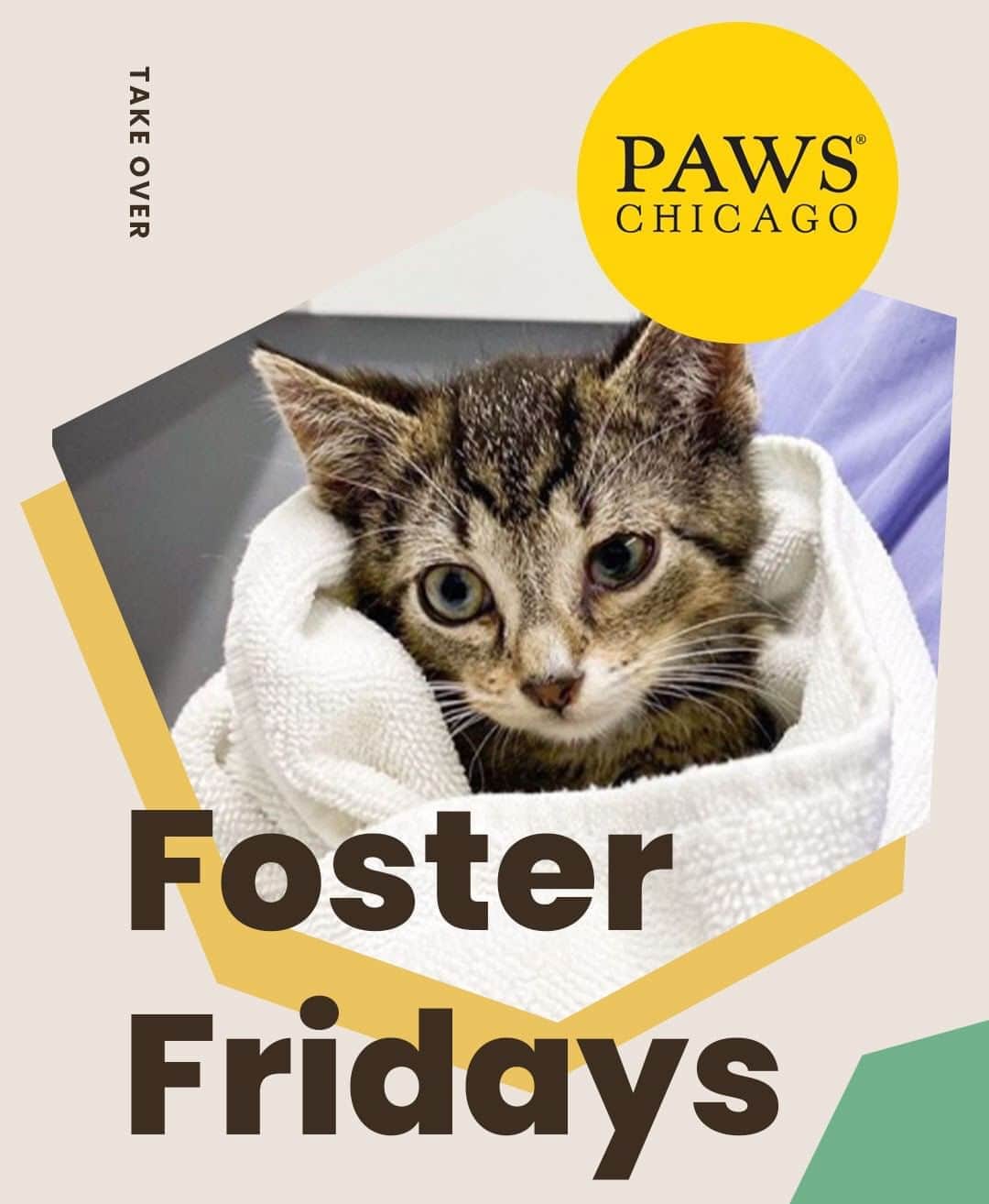 Cats of Instagramさんのインスタグラム写真 - (Cats of InstagramInstagram)「Today is #FosterFridays with @pawschicago! Climb on over to our stories to hear what they’re up to right now. ⁣ •••⁣ Every Friday, one of our favorite organizations takes over our Instagram stories! Please visit + follow their social to learn more.」8月15日 8時05分 - cats_of_instagram