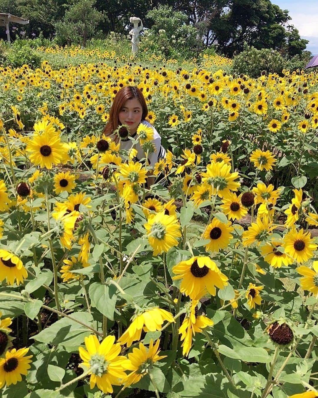 Laraのインスタグラム：「🌻Summer🌻 . 見てると元気もらえるお花🌼🌼🌼 だけど黄色のお花ってネガティブな花言葉が多いらしい、なんでだろう🤔💭 花言葉考えた人黄色嫌いだったのかな😯💦  向日葵ってよく見ると たべられそうで少しこわい😂😝𓂃𓂂🍃  着いた瞬間晴天になって暑過ぎて ぶっ倒れるかと思いました❣️🌞#太陽の本気#晴れ女  #向日葵#ひまわり畑 #向日葵畑 #夏を感じた#夏を感じよう #黄色」