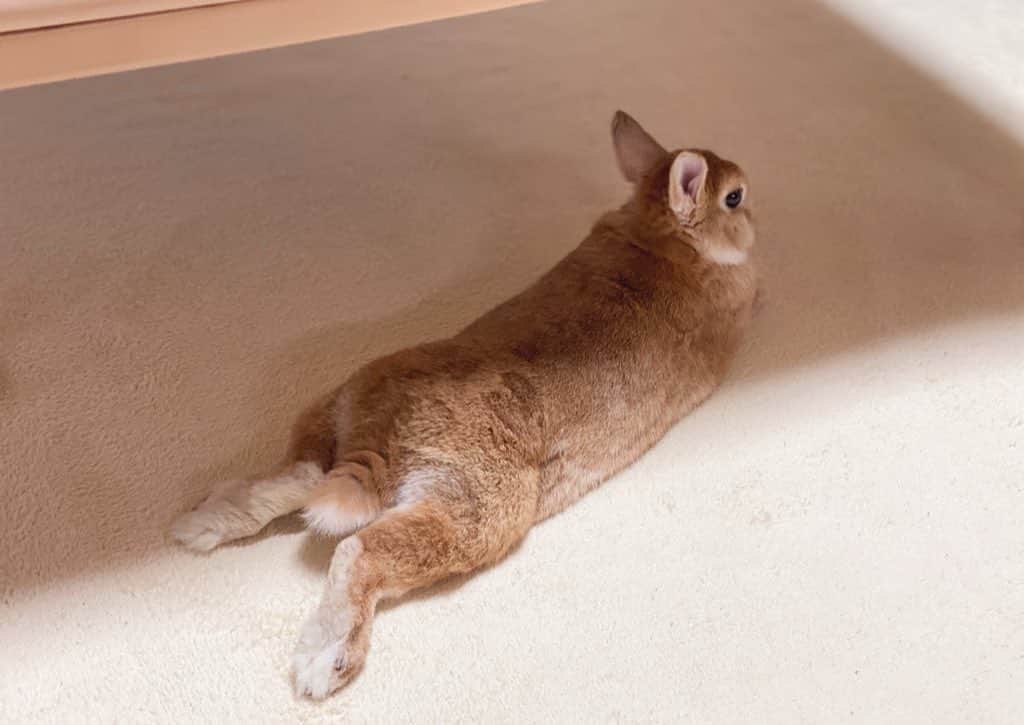 ラン?さんのインスタグラム写真 - (ラン?Instagram)「のび〜ん⊂⌒っ*-ω-)っ 快適なお部屋でダラけるうさぎ様♡ ☆ あ～(´-｀)連休も明日で終わっちゃう～もっと休みたい～( ˊ꒳ˋ ) ᐝ ☆  #うさぎ #ネザーランドドワーフ #rabbit #bunny #bunnystagram  #rabbitstagram  #cute  #かわいい #ふわもこ部  #もふもふ  #zip写真部  #アニマル写真部 #instagramjapan #netherlanddwarf #うさぎと暮らす  #うさぎのいる暮らし #癒し #kawaii #ランちゃん  2020.08.15」8月15日 18時13分 - mofumofuusako