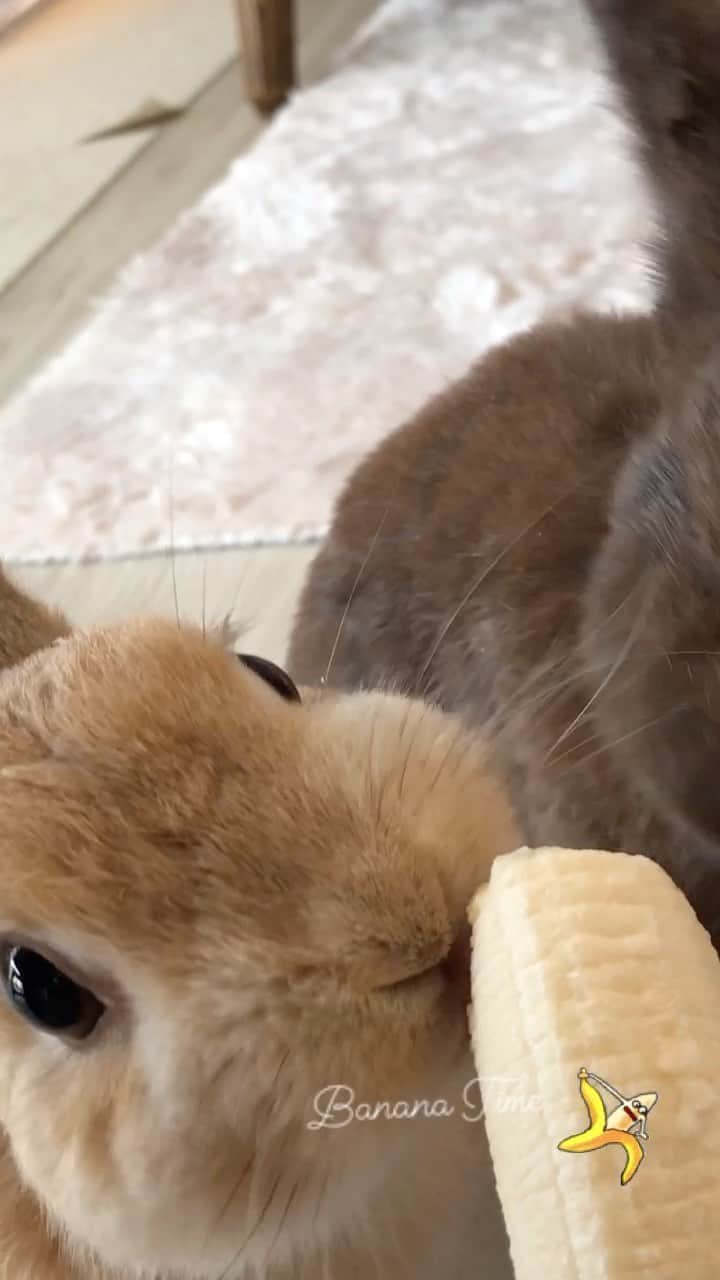 yun.ゆんのインスタグラム：「march.lemon🐻🍋＋cotton.💭 バナナおいちぃ。 順番　順番！ 🍌🍌🍌 . . 🐶コットン食べてるのは、大好きな白ごはんです。🍚 😂 . . ♪ ♪ ♪ #自然と順番に #バナナ#もぐもぐタイム #うさぎ#ウサギ#ネザーランドドワーフ#ZIP写真部#レモン#ふわもこ部#マーチ#多頭飼い #rabbits#rabbitsofinstagram #rabbitstagram #petstagram #march#instapet#cutepetclub #instarabbit #bunnies #bunnylove #lapin #WeeklyFluff #lemon #netherlanddwarf #dailyflufffeature#pecotv」