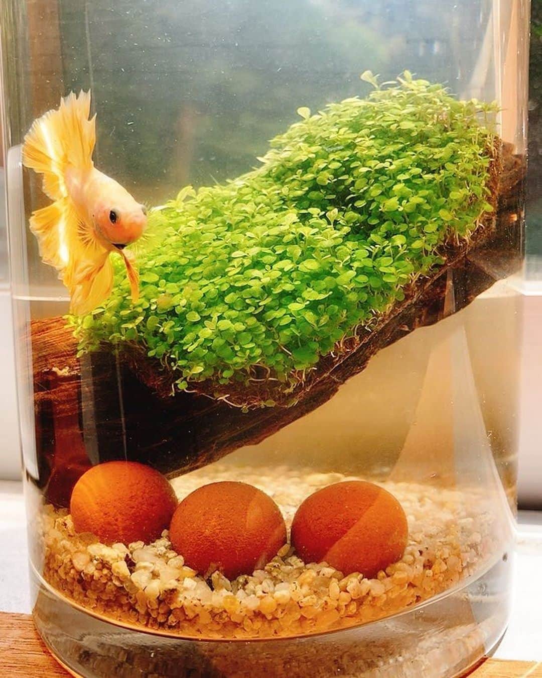 佐藤千晶のインスタグラム：「熱帯魚専門店へ行ったり 「ベタのすべて」という本を読んだり ベタちゃんについて学んでおります😊 めんこいなあ。  #ベタ #熱帯魚 #熱帯魚専門店 #水草 #アクアリウム #ベタのすべて」