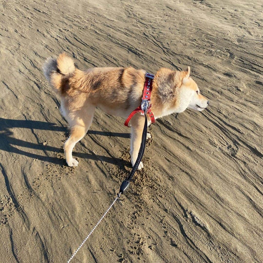 アブさんのインスタグラム写真 - (アブInstagram)「この前あげた写真の別バージョン。 この日は本当に風が強くて、シバチャが飛ばされないかヒヤヒヤしてました。 髪が砂だらけになって、バリッバリになりました。  #シバチャ #dog #犬 #柴犬 #多摩川」8月15日 18時42分 - abuuungram