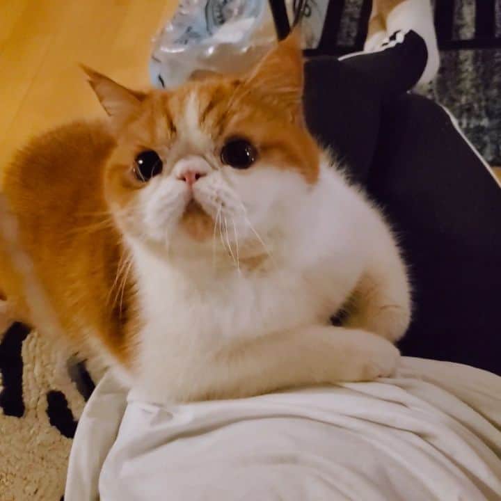 のインスタグラム：「🐯♥️ メジャーでゆるっと遊び♥️ まーっくろおめめの ぽしゅりんちょが 半分体かぁちゃんの上に乗せて遊んで くぬぅううー♥️ なぁんてたぁいいんだぁって むぎゅむぎゅしたい思いに かられております。 ・ ・ ・ #猫動画」