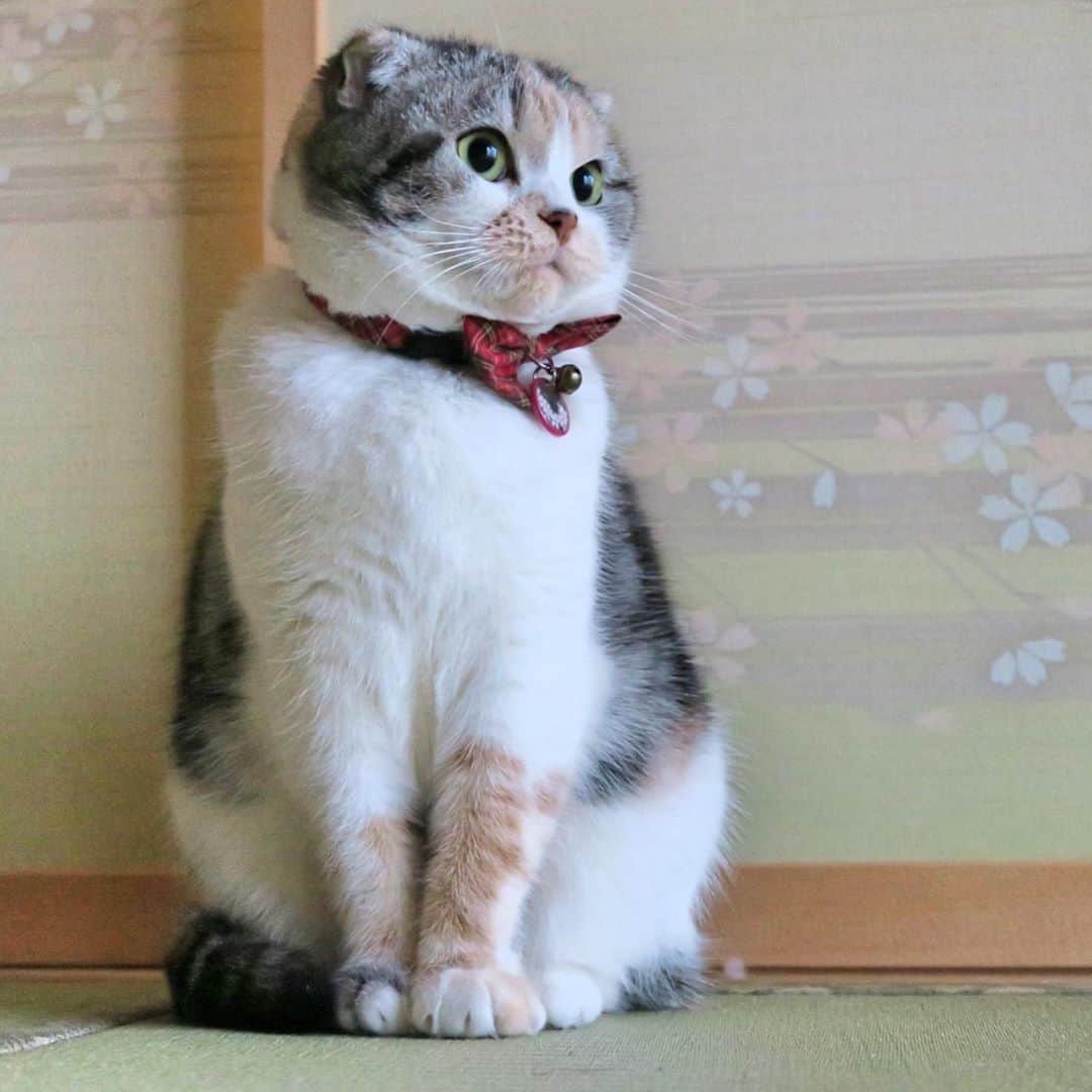 takegaeruのインスタグラム：「お盆まりん 今年は私自身が帰省出来ないけど、まりんはゆっくりしていってね〜❤️  #cat #scottishfold #猫 #スコティッシュフォールド #三毛スコ友の会」