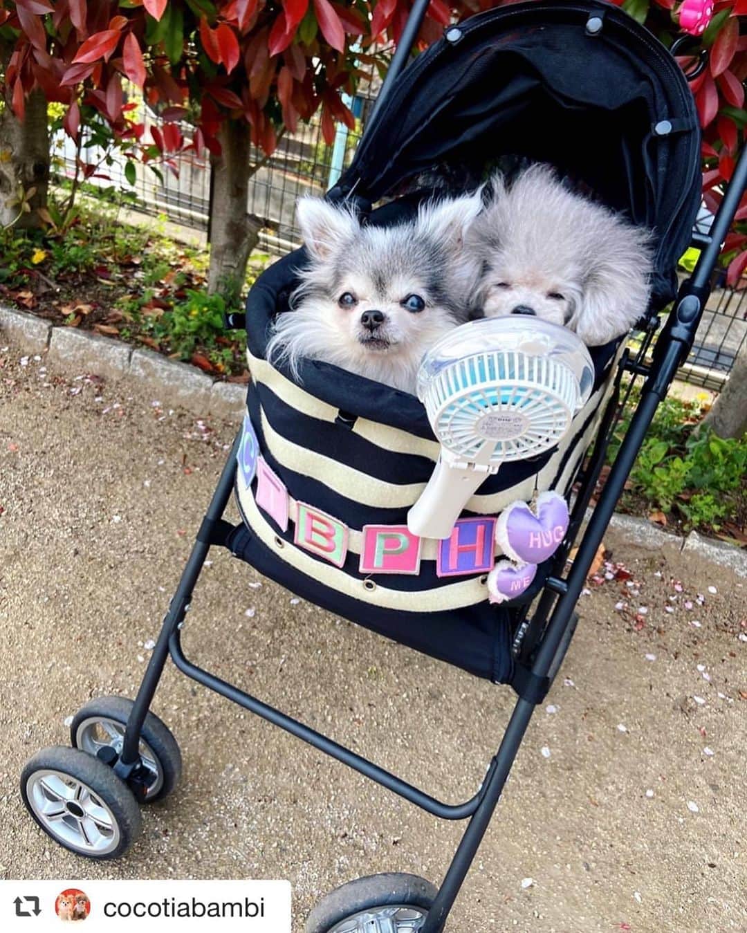 大原かおりさんのインスタグラム写真 - (大原かおりInstagram)「♡♡♡ 🐶チワワのティアラちゃん 🐶プードルのプッチ君 @cocotiabambi  #Otty商品 リポスト ❤︎ミスト扇風機 ❤︎Otty×天使のカート ❤︎Otty×HELLO KITTYコラボ クールクール 総柄タンク&ワンピ ☺︎ Ottyコラボのボーダー柄の天使のカートにミスト扇風機を付けてお出かけしてくれて嬉しい〜🐶🐶💕 4枚目の動画、ミストが出ているのがよくわかりますねっ🎐🌬✨ クール加工のお洋服にミスト扇風機で、暑さ対策万全だ❣️ 可愛いティアラちゃん&プッチ君、ありがとう🐶❤️❤️❤️ ⑅◡̈⑅ #Ottyの夏 #チワワ #ティアラ #プードル #プッチ #HELLOKITTY #Dogwear #キティコラボ #総柄タンク #総柄ワンピ #クールクール #クール素材 #防虫加工 #Otty扇風機 #暑さ対策 #DogStagram #わんことの暮らし #🐶❤️ ♔∴∵∴∴∵∴♔∴∵∴♔∴∵∴♔∴∵∴♔∴∵∴♔∴∵∴♔∴∵∴♔∴∵∴♔∴∵∴♔  repost @cocotiabambi ♡ 大人気の @oharagaori_otty さんのLED ミスト扇風機💖 再入荷でホワイトとピンクを購入出来ました💕 ミストと風で、涼しさ2倍✨✨ カートにかけて、お散歩も快適です💗 マスクしてると暑いので、私も使いたい〜😍 可愛いクリアケースは、お散歩グッズ入れにも良さそうです💕 ♡ #ottydog #大原かおり #扇風機 #ミスト扇風機　#天使のカート」8月15日 18時56分 - oharagaori_otty
