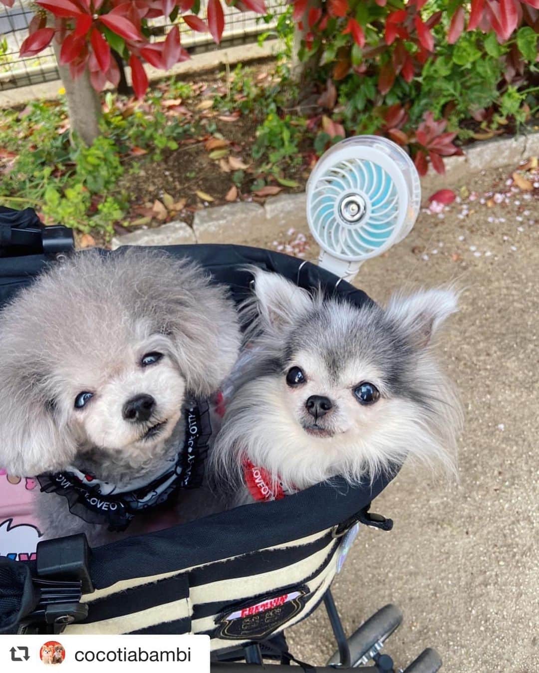 大原かおりさんのインスタグラム写真 - (大原かおりInstagram)「♡♡♡ 🐶チワワのティアラちゃん 🐶プードルのプッチ君 @cocotiabambi  #Otty商品 リポスト ❤︎ミスト扇風機 ❤︎Otty×天使のカート ❤︎Otty×HELLO KITTYコラボ クールクール 総柄タンク&ワンピ ☺︎ Ottyコラボのボーダー柄の天使のカートにミスト扇風機を付けてお出かけしてくれて嬉しい〜🐶🐶💕 4枚目の動画、ミストが出ているのがよくわかりますねっ🎐🌬✨ クール加工のお洋服にミスト扇風機で、暑さ対策万全だ❣️ 可愛いティアラちゃん&プッチ君、ありがとう🐶❤️❤️❤️ ⑅◡̈⑅ #Ottyの夏 #チワワ #ティアラ #プードル #プッチ #HELLOKITTY #Dogwear #キティコラボ #総柄タンク #総柄ワンピ #クールクール #クール素材 #防虫加工 #Otty扇風機 #暑さ対策 #DogStagram #わんことの暮らし #🐶❤️ ♔∴∵∴∴∵∴♔∴∵∴♔∴∵∴♔∴∵∴♔∴∵∴♔∴∵∴♔∴∵∴♔∴∵∴♔∴∵∴♔  repost @cocotiabambi ♡ 大人気の @oharagaori_otty さんのLED ミスト扇風機💖 再入荷でホワイトとピンクを購入出来ました💕 ミストと風で、涼しさ2倍✨✨ カートにかけて、お散歩も快適です💗 マスクしてると暑いので、私も使いたい〜😍 可愛いクリアケースは、お散歩グッズ入れにも良さそうです💕 ♡ #ottydog #大原かおり #扇風機 #ミスト扇風機　#天使のカート」8月15日 18時56分 - oharagaori_otty