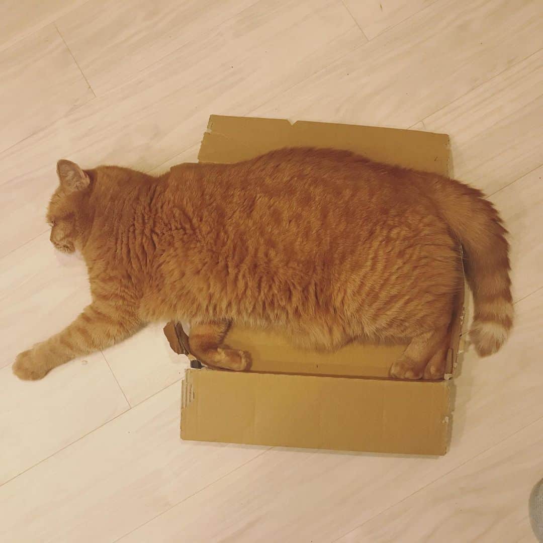 umeのインスタグラム：「深さが足りない。 ・ ・ ・ #まめたち #🐈」