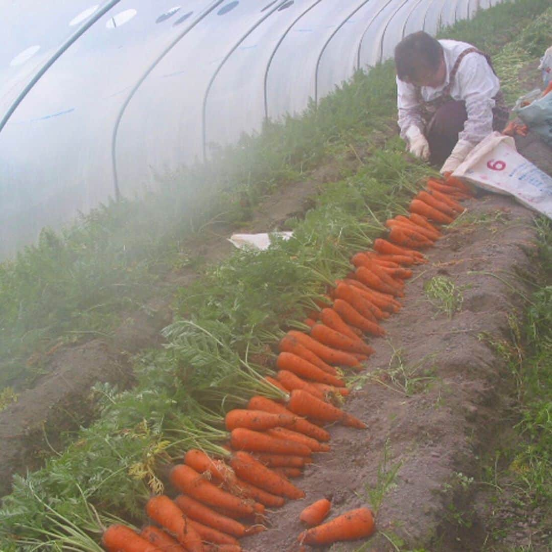 スープストックトーキョー 公式さんのインスタグラム写真 - (スープストックトーキョー 公式Instagram)「🥕素材を食べるスープ🥕﻿ 冷凍スープの専門店である、﻿ 「#家で食べるスープストックトーキョー」のみ﻿ でお取り扱いをする特別なスープをご紹介。﻿ ----------------------------------------﻿ 「山上ファームの濃紅（こく）みつキャロット」の 冷たいポタージュ﻿ -----------------------------------------﻿ 徳島県海陽町山上ファームが作る特別栽培﻿の 人参「濃紅（こく）みつキャロット」を使った﻿ ポタージュはご存じですか？﻿  遡ること数年、野菜が大好きなバイヤー松尾が﻿ 徳島県の山上ファームさんの人参に出会った事から、 スープ作りは始まりました。﻿  山上さんの作る人参は色が濃く、つやっつや。﻿🥕 その瑞々しさに心惹かれて一口いただいて﻿みると… 一般的な人参とは違う「濃い甘み」に﻿ 驚かされました。﻿ ﻿ そのままでもおいしい野菜をスープにする理由は﻿ どんなにおいしい野菜でも、生産の過程で、﻿ 規格外なものが生まれてしまうことを、﻿ どうにかしたいと考えているからです。﻿  スープは具を小さくしたりすりつぶしたり﻿ して作るので、一番大事なのは形や サイズで﻿なく、おいしいこと。 規格外でも全く問題ありません。 フルーツのように甘い人参の﻿ おいしさをお楽しみください。﻿  ﻿ーーー 📍家で食べるスープストックトーキョー﻿ ーーー アトレ吉祥寺店/二子玉川東急フードショー店﻿ そごう横浜店/松坂屋名古屋店/高島屋大阪店﻿ 阪急梅田本店/西宮阪急店/博多阪急店﻿ ﻿ #スープストックトーキョー﻿ #SoupStockTokyo #冷たいポタージュ#ポタージュ#スープ#冷凍スープ #濃紅みつキャロット#こくみつキャロット」8月15日 10時11分 - soupstocktokyo