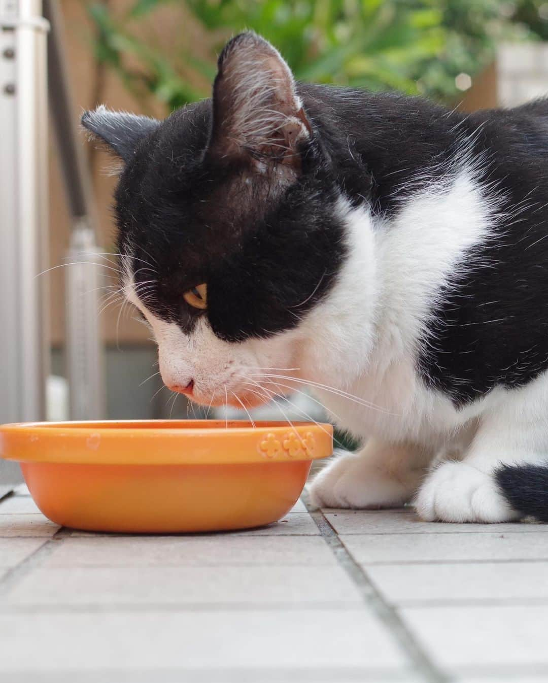 Kachimo Yoshimatsuさんのインスタグラム写真 - (Kachimo YoshimatsuInstagram)「おはようイカスミ！ Good Morning IKASUMI! 今日も暑いから、いっぱい食べて！ 車の下とか日陰に入って涼んでね。 #うちの猫ら #ikasumi #猫 #ねこ #cat #ネコ #catstagram #ネコ部 http://kachimo.exblog.jp」8月15日 10時16分 - kachimo