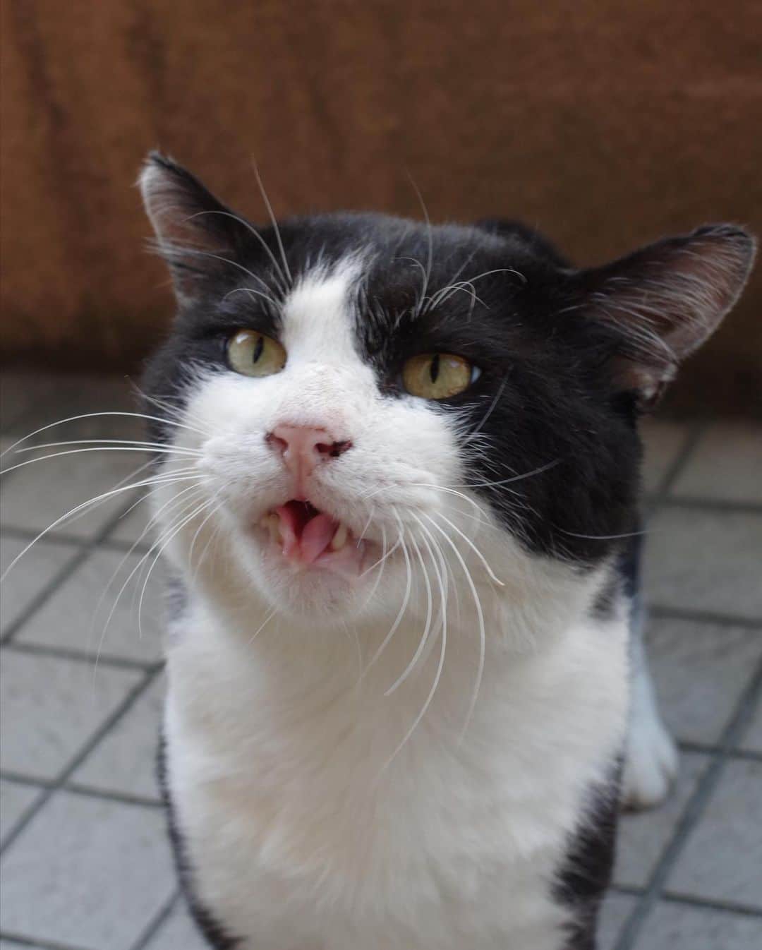 Kachimo Yoshimatsuさんのインスタグラム写真 - (Kachimo YoshimatsuInstagram)「おはようイカスミ！ Good Morning IKASUMI! 今日も暑いから、いっぱい食べて！ 車の下とか日陰に入って涼んでね。 #うちの猫ら #ikasumi #猫 #ねこ #cat #ネコ #catstagram #ネコ部 http://kachimo.exblog.jp」8月15日 10時16分 - kachimo