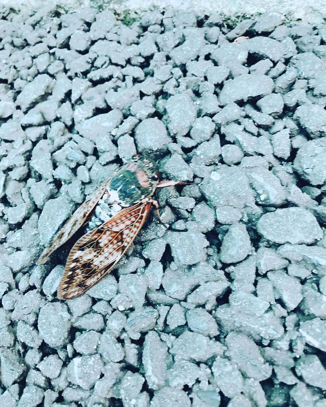 中村千尋さんのインスタグラム写真 - (中村千尋Instagram)「※セミ苦手な人見ないでね👏  夏観察してきた 羽の模様美しすぎない？ 今からまさに羽化するやつも見れて嬉しかった 頑張れよ〜」8月15日 10時31分 - nanakanakamurachihiro