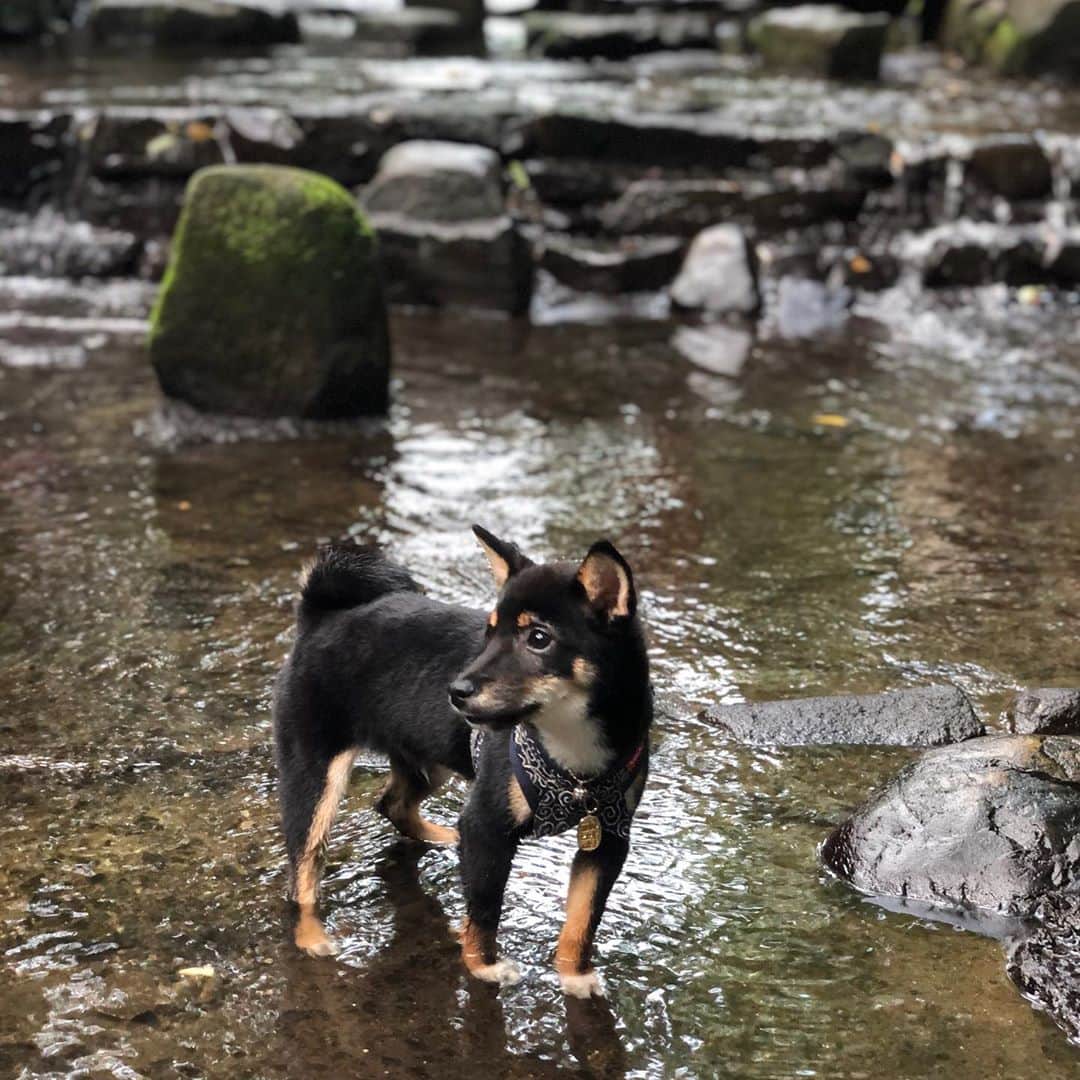 のインスタグラム：「初川遊び でも、びびって歩けず 笑  #柴犬 #豆柴 #極小豆柴 #小豆柴 #黒柴」