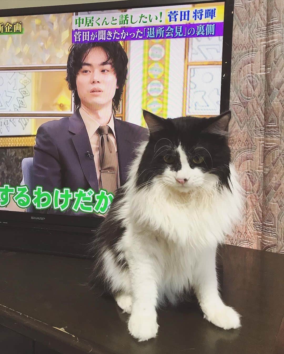 もじゃころのインスタグラム：「背後に犬の気配を感じる…🐶  なんだ俺か…🐶  #坂東玉隠しシャシャ丸  #菅田将暉」