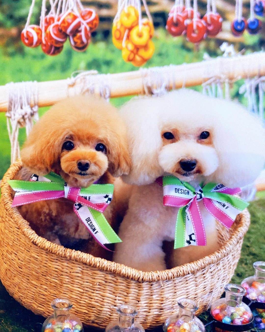のインスタグラム：「💗Happy Birthday まいたけ💗🎉🎂 うちの次女まいたけ🍄今日で6歳❤️✨ 究極の癒し犬🐩いつまでもそのままでいてね☺️💕 #happybirthday #mylovelydog #toypoodle  #6歳 #妹 #まいたけ #目を細める姉 #くまこ #愛犬 #トイプー #7歳差 #仲良し姉妹 #いぬすたぐらむ @dogslifepanna」