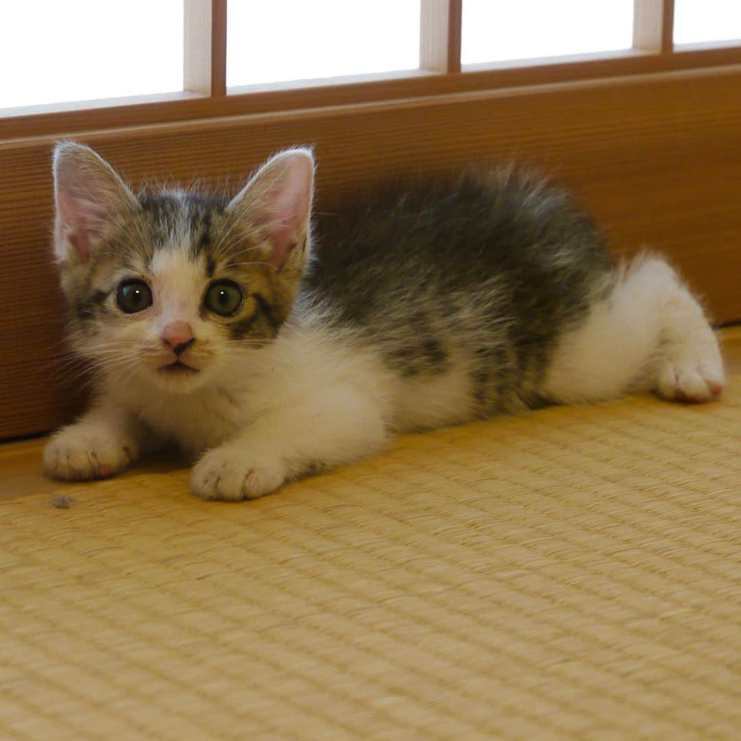 やふさんのインスタグラム写真 - (やふInstagram)「これが→こうやで　その1 2013年8月→2020年8月 . #cat #neko #catlovers #catsofinstagram #catstagram #instacat #猫 #ねこ #ネコ #保護猫 #京太」8月15日 11時40分 - kyafy