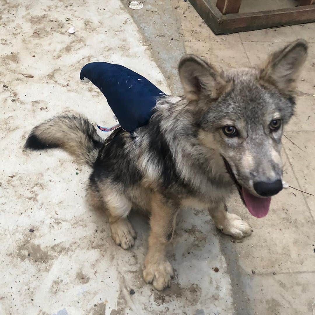 のインスタグラム：「Land Shark! Or Wolf? Or Shark-Wolf-Dog 🦈🦈🐺🐺 . In honor of @discovery #sharkweek Lucan, our baby shark, got his @barkbox Shark fin and proudly displayed how adorable he is with his fin!! Baby shark, Lucan is getting his big boy teeth!!!! What-our world... our baby shark is growing up!  . But... he will always be a baby shark to big mama Luxx. She has been so amazing at teaching him manners.  I wish our mama Betty Boo was still with us, she would also have been a wonderful teacher for baby shark, Lucan...  . . #babyshark #landshark #barkbox #discovery #ambassadorwolf #wolf #wolfdog #wolves #ngsd #luxx #lucan #shark #nonprofit #animalwelfare #canidconservation #conservation」
