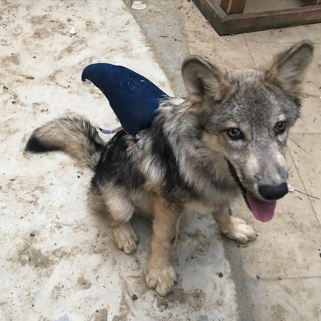 Rylaiさんのインスタグラム写真 - (RylaiInstagram)「Land Shark! Or Wolf? Or Shark-Wolf-Dog 🦈🦈🐺🐺 . In honor of @discovery #sharkweek Lucan, our baby shark, got his @barkbox Shark fin and proudly displayed how adorable he is with his fin!! Baby shark, Lucan is getting his big boy teeth!!!! What-our world... our baby shark is growing up!  . But... he will always be a baby shark to big mama Luxx. She has been so amazing at teaching him manners.  I wish our mama Betty Boo was still with us, she would also have been a wonderful teacher for baby shark, Lucan...  . . #babyshark #landshark #barkbox #discovery #ambassadorwolf #wolf #wolfdog #wolves #ngsd #luxx #lucan #shark #nonprofit #animalwelfare #canidconservation #conservation」8月15日 11時43分 - jabcecc