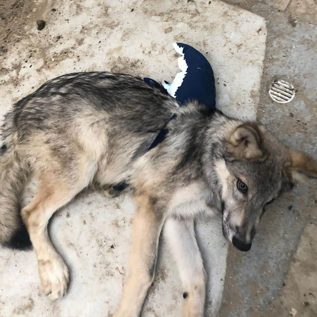 Rylaiさんのインスタグラム写真 - (RylaiInstagram)「Land Shark! Or Wolf? Or Shark-Wolf-Dog 🦈🦈🐺🐺 . In honor of @discovery #sharkweek Lucan, our baby shark, got his @barkbox Shark fin and proudly displayed how adorable he is with his fin!! Baby shark, Lucan is getting his big boy teeth!!!! What-our world... our baby shark is growing up!  . But... he will always be a baby shark to big mama Luxx. She has been so amazing at teaching him manners.  I wish our mama Betty Boo was still with us, she would also have been a wonderful teacher for baby shark, Lucan...  . . #babyshark #landshark #barkbox #discovery #ambassadorwolf #wolf #wolfdog #wolves #ngsd #luxx #lucan #shark #nonprofit #animalwelfare #canidconservation #conservation」8月15日 11時43分 - jabcecc