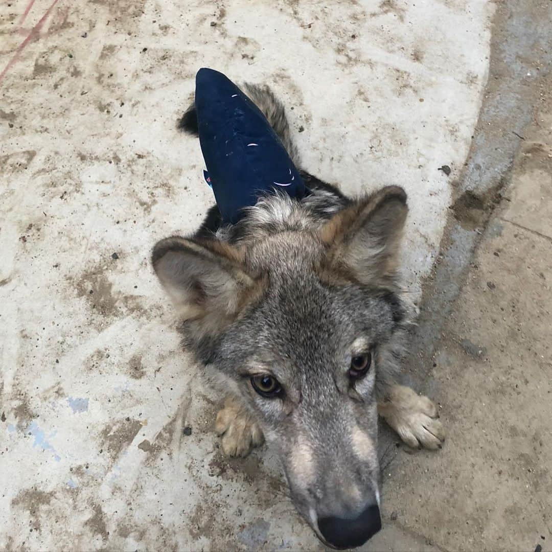 Rylaiさんのインスタグラム写真 - (RylaiInstagram)「Land Shark! Or Wolf? Or Shark-Wolf-Dog 🦈🦈🐺🐺 . In honor of @discovery #sharkweek Lucan, our baby shark, got his @barkbox Shark fin and proudly displayed how adorable he is with his fin!! Baby shark, Lucan is getting his big boy teeth!!!! What-our world... our baby shark is growing up!  . But... he will always be a baby shark to big mama Luxx. She has been so amazing at teaching him manners.  I wish our mama Betty Boo was still with us, she would also have been a wonderful teacher for baby shark, Lucan...  . . #babyshark #landshark #barkbox #discovery #ambassadorwolf #wolf #wolfdog #wolves #ngsd #luxx #lucan #shark #nonprofit #animalwelfare #canidconservation #conservation」8月15日 11時43分 - jabcecc