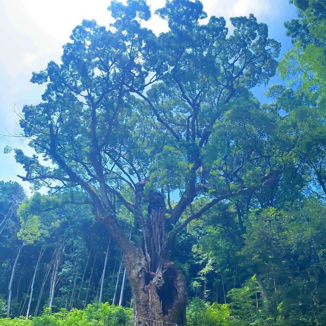 KYAM(きゃむ)さんのインスタグラム写真 - (KYAM(きゃむ)Instagram)「【スポット紹介IN佐賀】 . 武雄の大楠に 行ってきました- ̗̀ ♡ ̖́- . 全国大木ランキング7位にランクし、 市の天然記念物に指定されています。 .  その中央が地表近くで口を開けています。広さおよそ12畳の内部には、天神が祀られているそうです。 . 1度前に行ったことがあって、 また引き寄せられるように ここに来ました。 何度行っても、心が落ち着いて リセットされる場所です✨ . . . . . #きゃむっと旅 #秋田県なう #秋田県で応援協力してくれる方DM下さい❤ #100万人チャンネル登録行くまで家に帰れません #公式17liver #fukuoka  #福岡出身です  #はかたべん  #博多ガール  #きゃむ #kyam #djkyam #きゃむはめ波 #youtuber  #youtubeやってますプロフィールにurlあります  #lol #likeplease  #likeforfollow  #ふぁいんだー越しの私の世界  #instagood  #instalike #japanesegirl  #japan  #model #love #つながりたい人とつながりたい  #推してください💖  #みんなの力できゃむを有名にして下さい #有名になりたい  #歩く栄養ドリンク目指してます」8月15日 12時01分 - kyamhameha