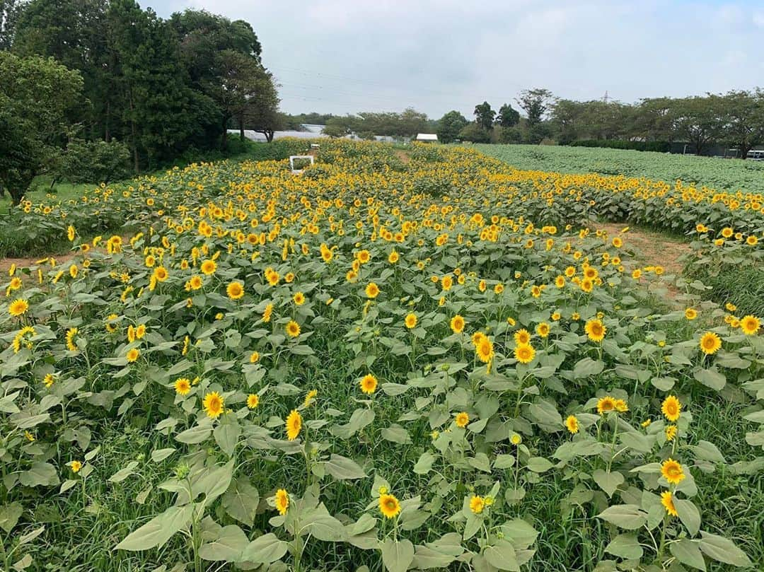 成田ゆめ牧場さんのインスタグラム写真 - (成田ゆめ牧場Instagram)「🌻ひまわり迷路🌻 現在、第4会場満開見頃です！ ぜひご来場お待ちしております☺️  #詳しい開花状況はHPまたはお電話でお問い合わせください #詳しくはhpで  #ひまわり迷路  #ひまわりフェス #成田ゆめ牧場 #ゆめ牧場 #牧場 #千葉県 #成田 #おでかけ  #牛乳 #ヨーグルト #ソフトクリーム #花畑 #naritadreamfarm #farm #farmstagram #flower #sunflower」8月15日 12時40分 - yumebokujo