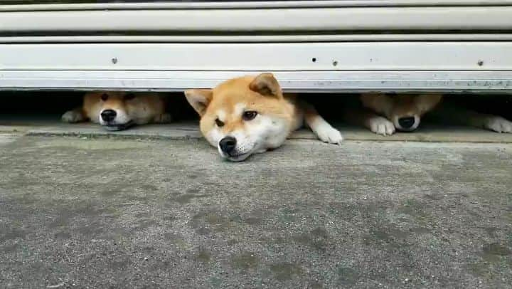 柴犬たま Shibainu Tamaのインスタグラム