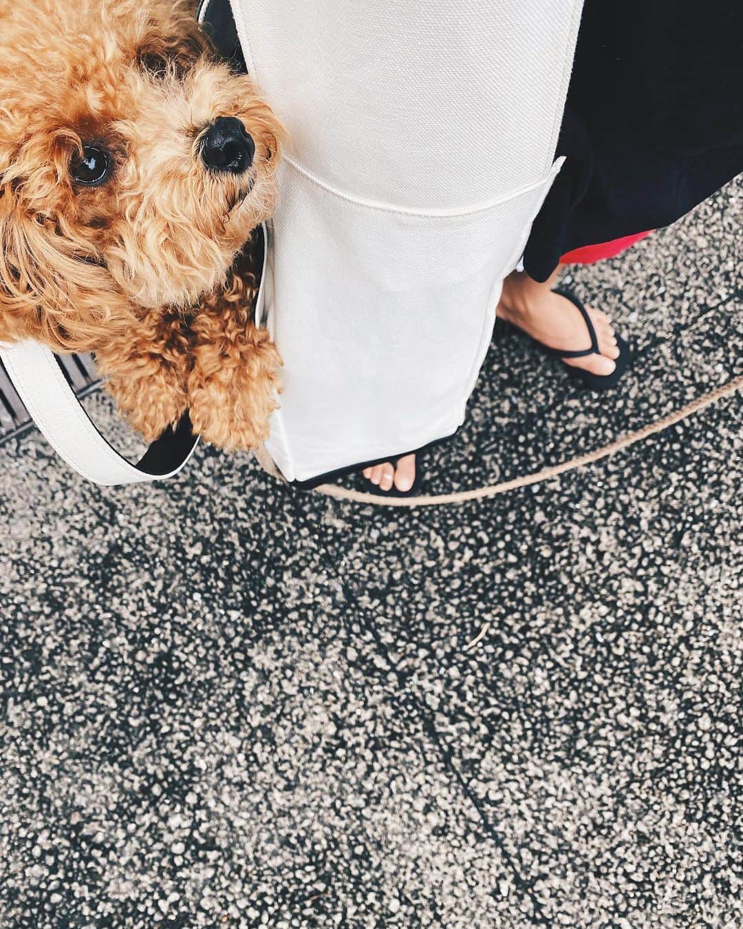 小塚源太のインスタグラム：「暑いね🐶」