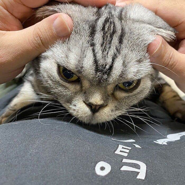 Shishi-maruのインスタグラム：「🐱ねこのきもちWEBMAGAZINE にて、猫エッセイが更新されました。今回は「夜になると甘えてくるししまる」のお話です。 アプリ版・Youtubeもありますので是非。 お楽しみください。  【渋ネコししまるさん】#60 ｜ねこのきもちWEB MAGAZINE  https://cat.benesse.ne.jp/lovecat/content/?id=77583  🐱My essay about Shishi-maru is serialized in a weekly magazine:)  ーーーーーーーーーーーーー 🌺「渋ネコ ししまるさん」ねこのきもちWEB MAGAZINE にて毎週金曜日エッセイの連載中 ーーーーーーーーーーー 📕「ぷっちねこ。」「3匹のちいさな猫を召喚できたなら」「ちいさな猫を召喚できたなら」徳間書店より単行本発売中 ーーーーーーーーーーー ⭐︎ねこ漫画→@tacos_cat 🌺Twitter →@taco_emonemon ーーーーーーーーーーー」