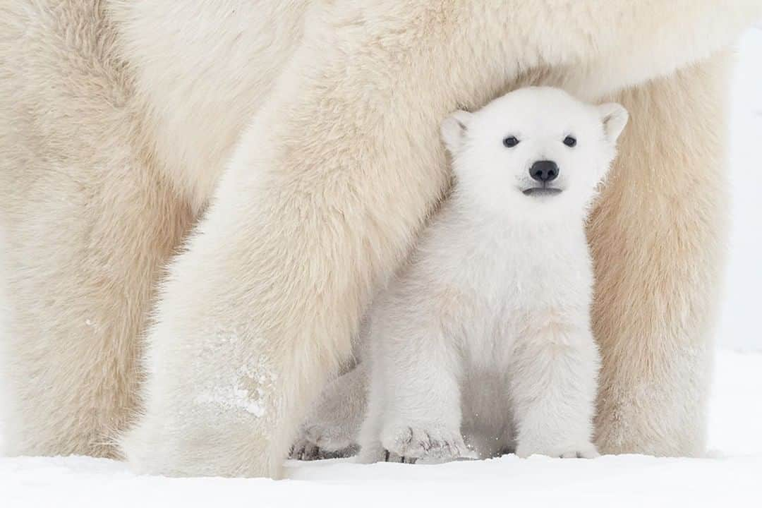 National Geographic Travelさんのインスタグラム写真 - (National Geographic TravelInstagram)「Photo by @daisygilardini  A young polar bear cub seeks protection between its mama's legs in Wapusk National Park, Manitoba, Canada. Polar bears are classified as marine mammals because they spend most of their lives hunting seals on the frozen Arctic Ocean.  Due to the steady loss of sea ice resulting from climate change, polar bears are listed as vulnerable on the IUCN Red List. Human-bear encounters are increasing in coastal communities because the bears’ natural habitat is eroding. Bears are seen more often, which creates a hard-to-dispel illusion that bear populations are increasing, when in fact the opposite may be true. The best way to minimize human-wildlife conflict is through information and education. Patrols, watchdogs, flares, and electric fencing are very effective. Follow me @DaisyGilardini for more images and stories behind the scenes. #polarbear #conservation #arctic #climatechange #motherhood」8月15日 13時09分 - natgeotravel