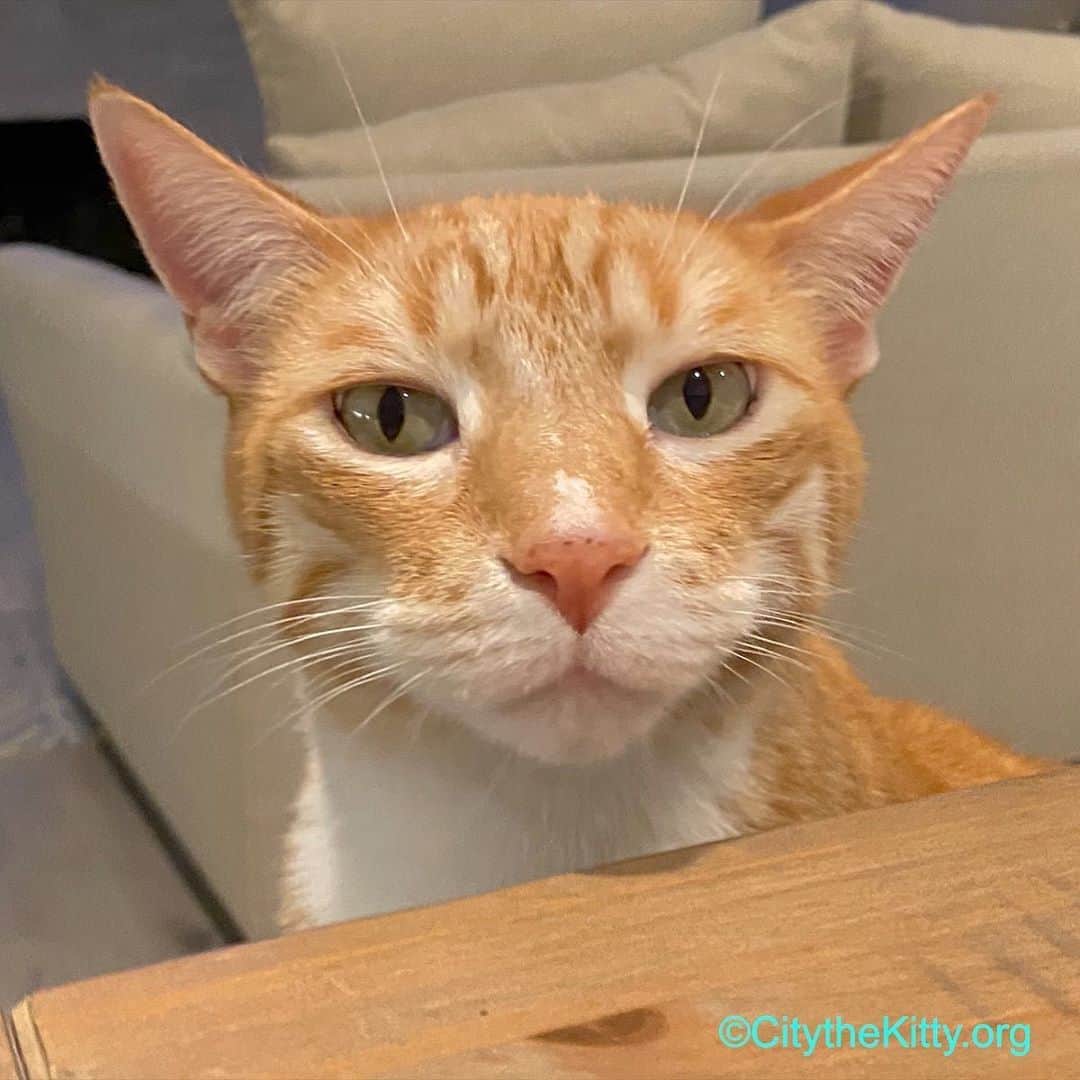 City the Kittyのインスタグラム：「How are you? ❤️ #worried #cat」