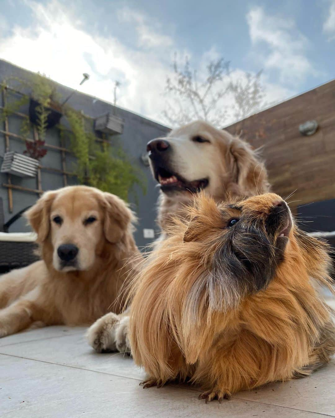 Bobさんのインスタグラム写真 - (BobInstagram)「Sabadou! Quem está animado pro final de semana ?! \o/🐾  . . . #pets #photooftheday #petsofinstagram #instagrammers #instagram #instadaily #vejasp #goldenretriever #goldenretrievers #goldenretrieversofinstagram #dogs #dogstyle #dogoftheday #dogsofinstagram #saopaulo #gudfriends #photography」8月15日 19時15分 - bob_marley_goldenretriever