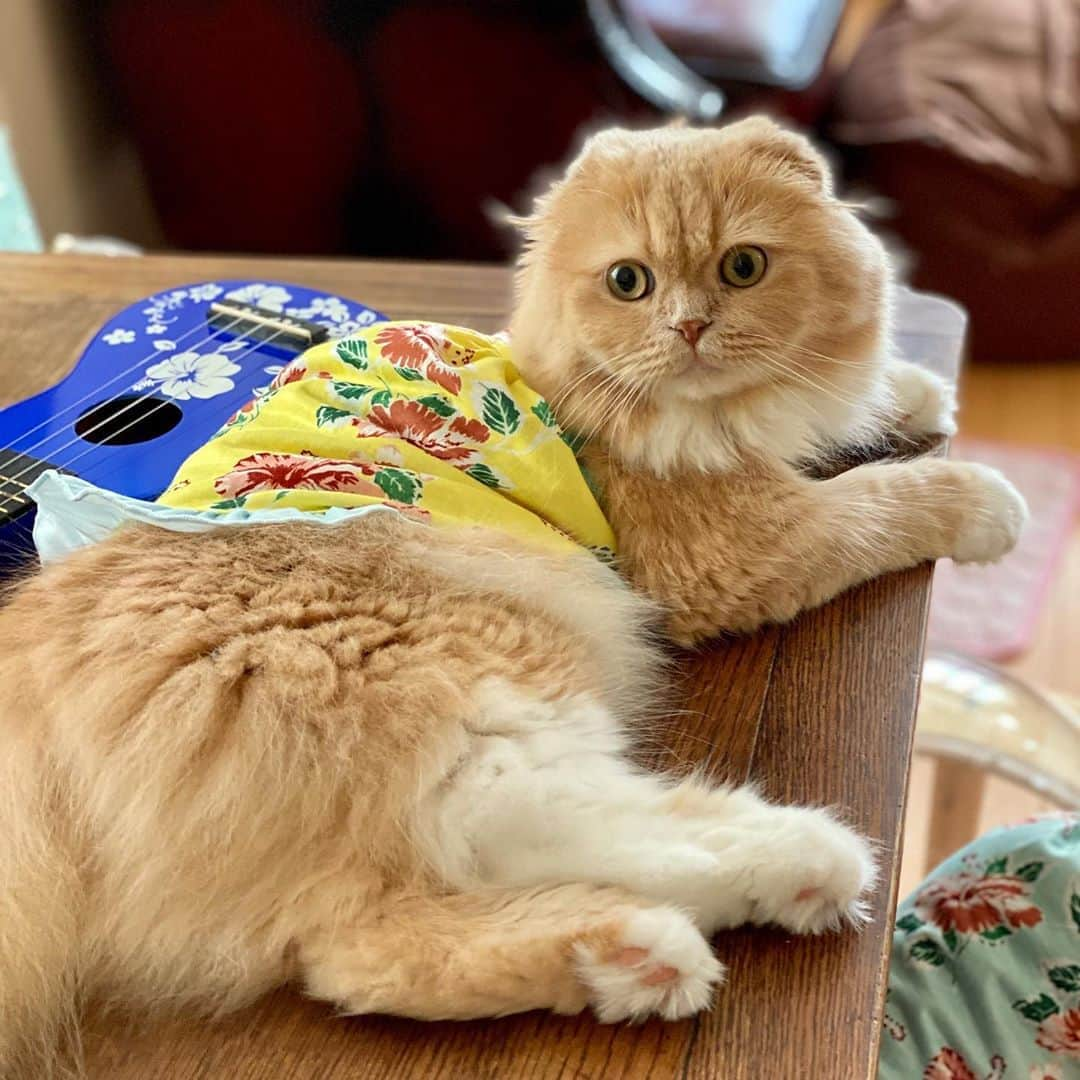 ベルさんのインスタグラム写真 - (ベルInstagram)「. Cat with white paws  すずの靴下は右足だけハイソックスにゃの🧦 あんよ毛ボーボー😹 この後 あんよとお顔周りバリカンされたにゃ🙀  #catwithwhitepaws #靴下にゃんこ  アロハワンピ👗 @threearrows_official #スリアロ #猫カレンダー2022参加したい @animalabo_official #あにまらぼ笑顔祭 #シマホファン #シマホスマイル #シマホネコダスケ #シマホイヌダスケ @miawmiaw  #部屋ねこmiawmiaw2020 #nyancon01 #リビングペット #朝ワンコ夕ニャンコ #ペトラフ #eclatcat #peppyフォト部#ぺこねこ部 #daydaycats#ペトこと猫部 #ねこのきもち #らぶにゃんるうむ #picneko #catstagram_japan #bestcatsclub#bestcataward  #cats_of_instagram #catsofinstagram #club_of_cats #9gagcute  #スコティッシュフォールドのすずちゃん  NAME : Bell  ベル Breed : minuet  ミヌエット 🎂 : 2016.5.15  4歳 ・ NAME : Suzu すずちゃん Breed : Scottish fold スコティッシュフォールド 🎂 : 2018.3.21 2歳 . NAME : Lindor リンドール Breed : Teacup poodle ティーカッププードル 🎂 : 2019.7.18  1歳」8月15日 19時11分 - ricorico_rico