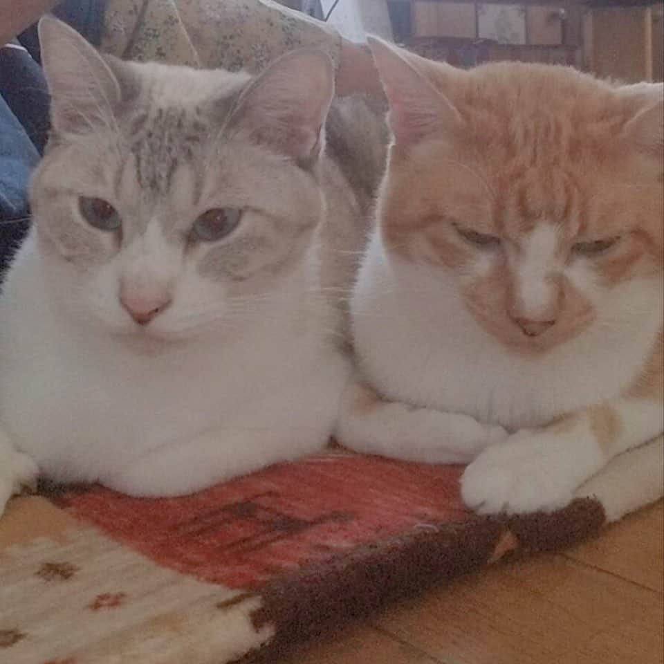 のインスタグラム：「大きくなったなぁ☺️🐈💕 ・ むしろお兄ちゃんより大きいかもね😆 ・ #にゃんすたぐらむ #にゃんこ #もふもふ #もふもふ猫 #ねこすたぐらむ #ねこ #cats #catstagram #catsofinstagram #instapic #ねこのいる生活 #🐈」