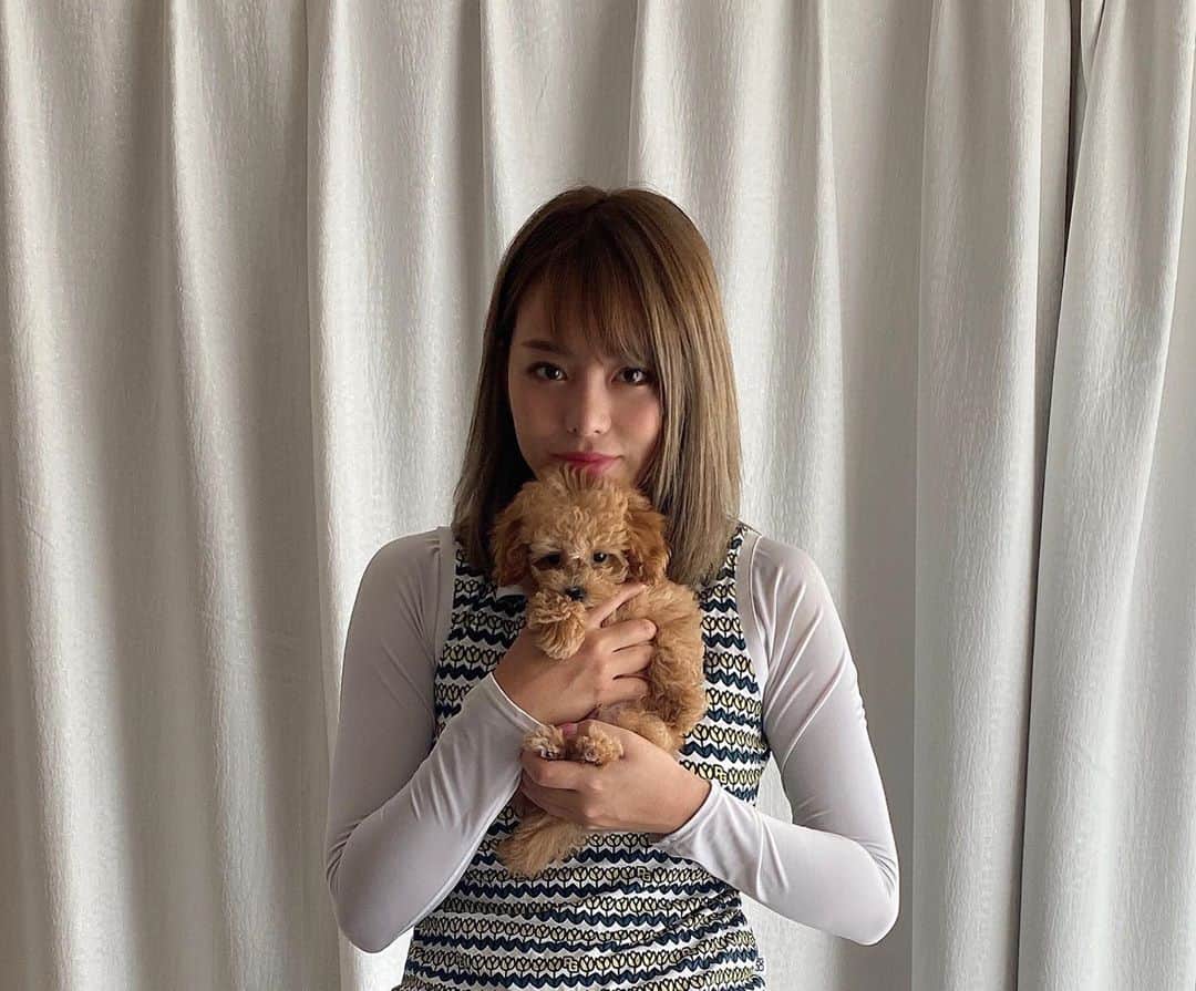 原田怜奈のインスタグラム：「大事なお知らせがあります。 この度、 犬を飼いました🌰❤︎  犬を飼うってことは 前から憧れてたけど 現実的に無理と思って 諦めてました。 けど、 私の中で、 覚悟も準備もできました。  2枚目は初めて出会ったとき。 3枚目は初めて家にきたとき。  パパはティーカッププードル ママはタイニープードル❤︎ 美男美女から産まれた 可愛いトイプードルです❤︎  永遠に、 大切に一緒に 暮らしていきます💓  犬アレルギーの人は、 あらかじめお伝えください😊 . . . . #犬飼う」