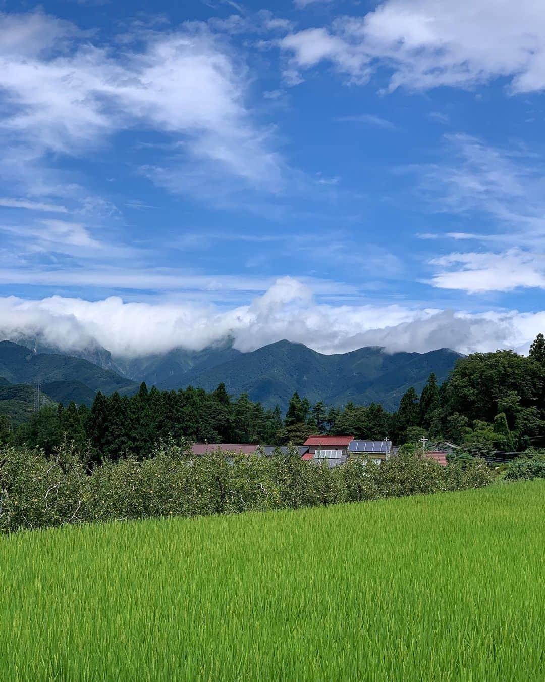 田沢美亜さんのインスタグラム写真 - (田沢美亜Instagram)「田沢梅農園では梅の土用干しが始まりました。 今年は良く漬かったようで綺麗な紅色になりました。  #田沢梅農園  #然の梅月夜野 #月夜野2020 #uraku_tokyo  #小梅 #梅仕事 #mia_no_wa_kokoro」8月15日 14時20分 - miatazawa